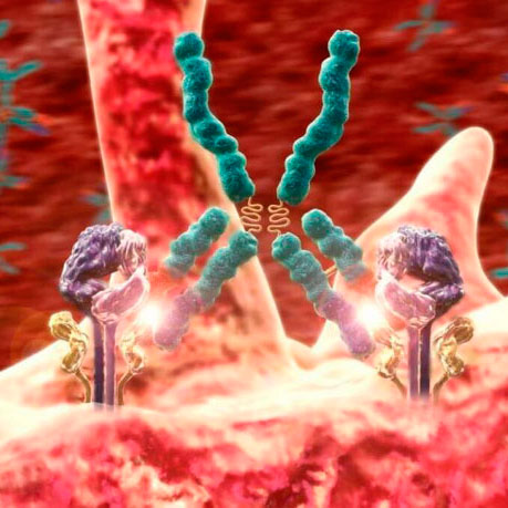 Immunological studies