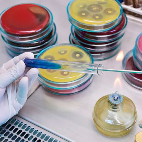 Bacteriology study