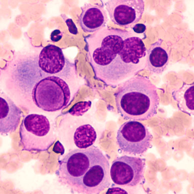 Cytological studies