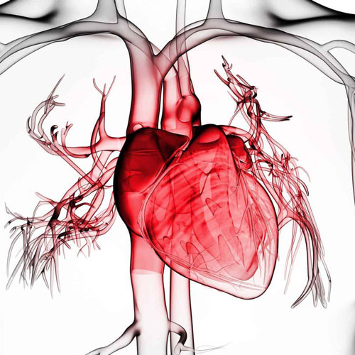 Surgical treatment of neoplasms and other cardiac pathologies