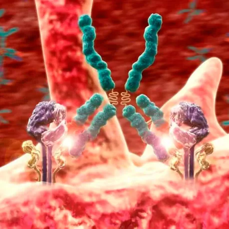 Immunological studies
