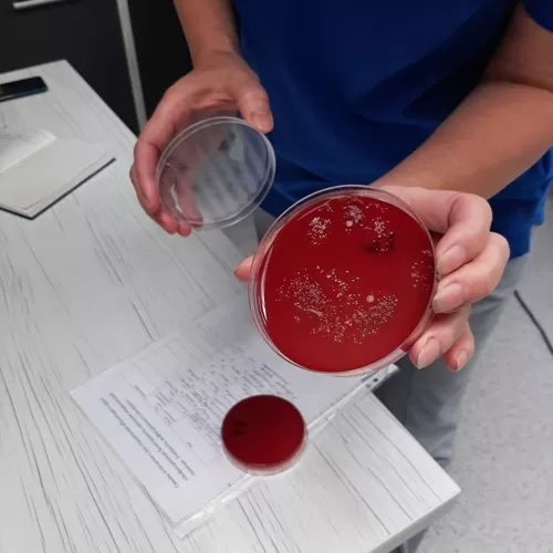 New educational programs of the educational simulation center